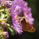 native plants support local wildlife and help climate resiliency